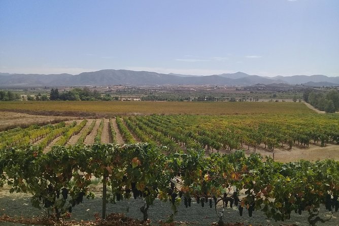 wine tours and driver service through valle de guadalupe, Ensenada B.C. Mexico - What makes this service useful
