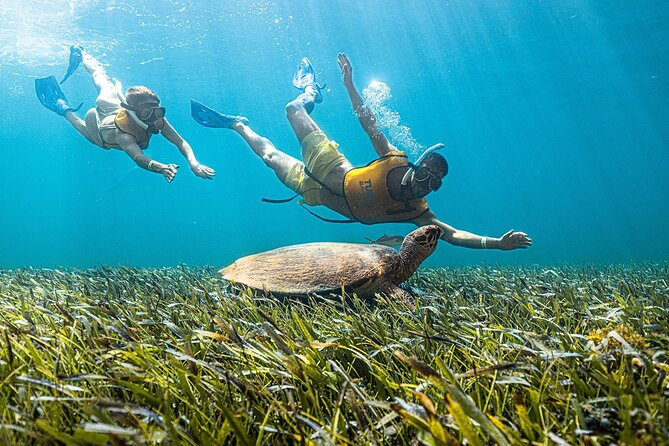 With Turtles, Shipwreck, Cenote, and Reef and Transport Included - Shipwreck, cenote, and underwater sculptures