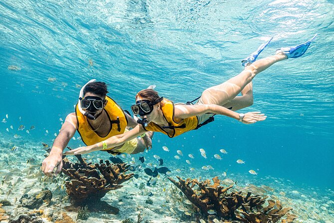 With Turtles, Shipwreck, Cenote, and Reef and Transport Included - What the $79 price includes, and what it does not