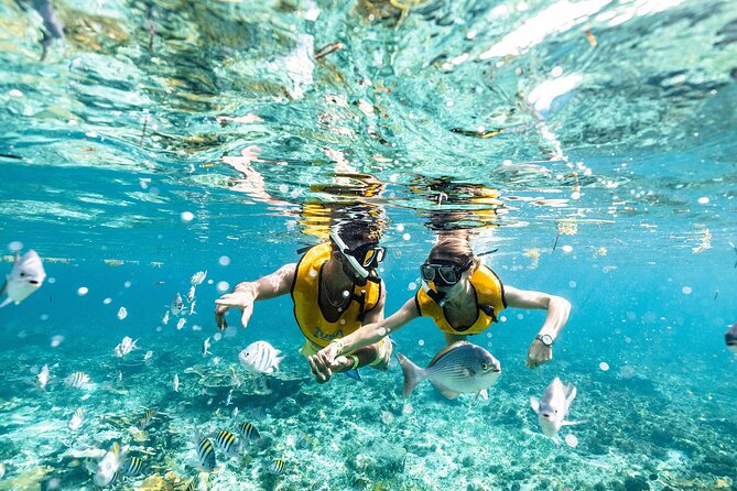With Turtles, Shipwreck, Cenote, and Reef and Transport Included - Reefs, fish, and turtle habitat