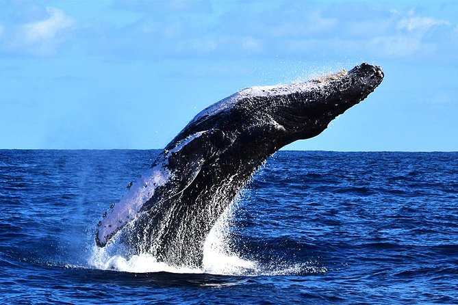 ZODIAC Whale Watch Tour | Cabo San Lucas | Biologist | FREE Pics - Other animals you might see near Cabo