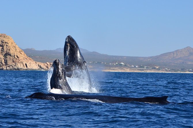 ZODIAC Whale Watch Tour | Cabo San Lucas | Biologist | FREE Pics - Free photos let you put the phone away