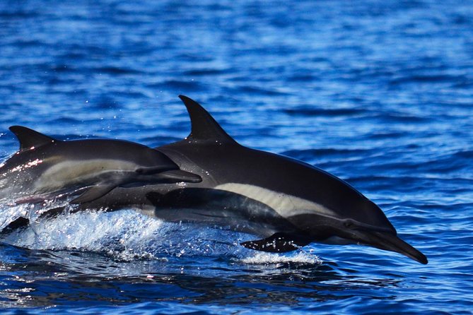ZODIAC Whale Watch Tour | Cabo San Lucas | Biologist | FREE Pics - Weather can change the plan