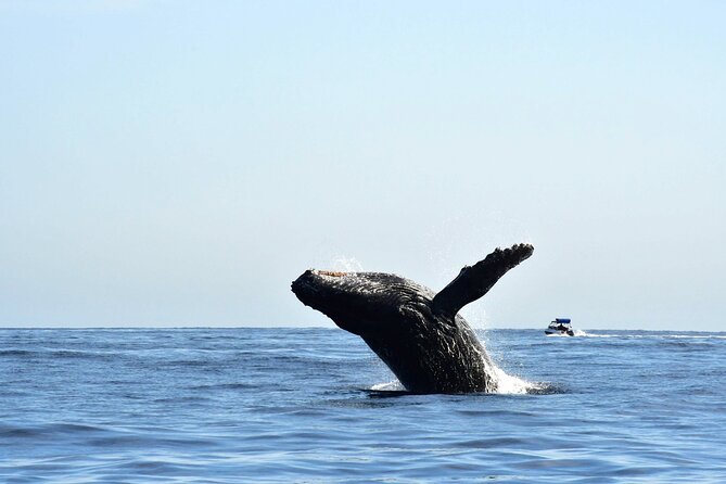 ZODIAC Whale Watch Tour | Cabo San Lucas | Biologist | FREE Pics - Searching for humpbacks with a biologist